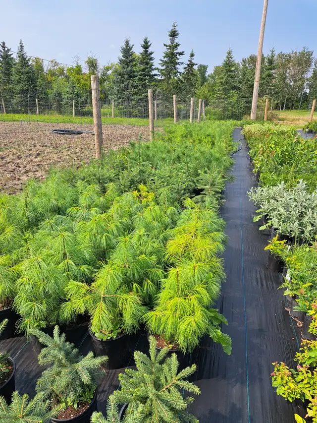 Container Grown Evergreen Trees for Sale - Photo 8