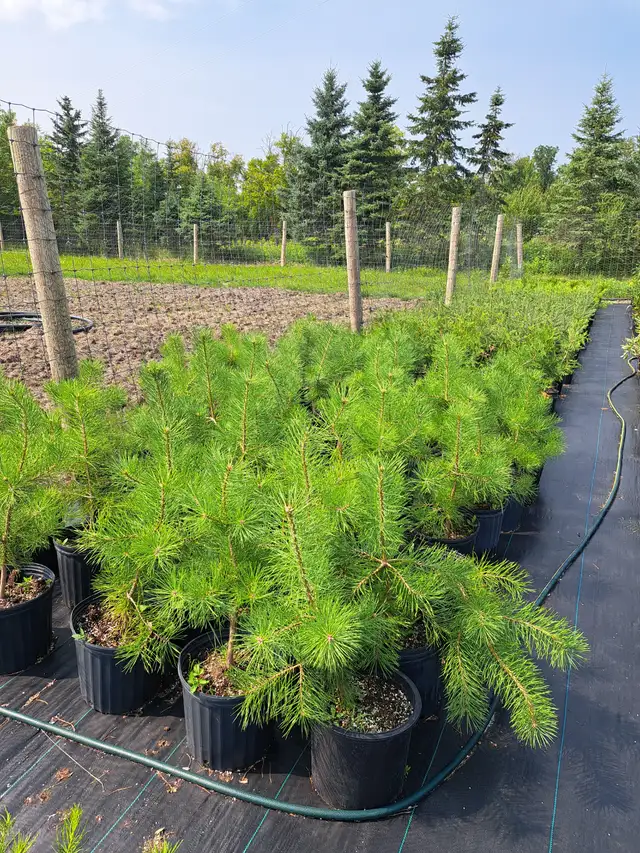 Container Grown Evergreen Trees for Sale - Photo 9