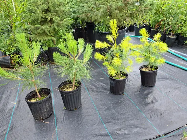 Container Grown Evergreen Trees for Sale - Photo 10