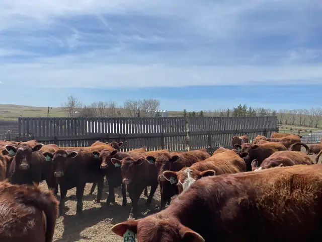 Open Replacement Heifers for Sale