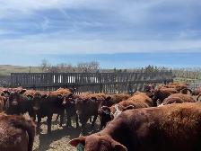 Open Replacement Heifers for Sale