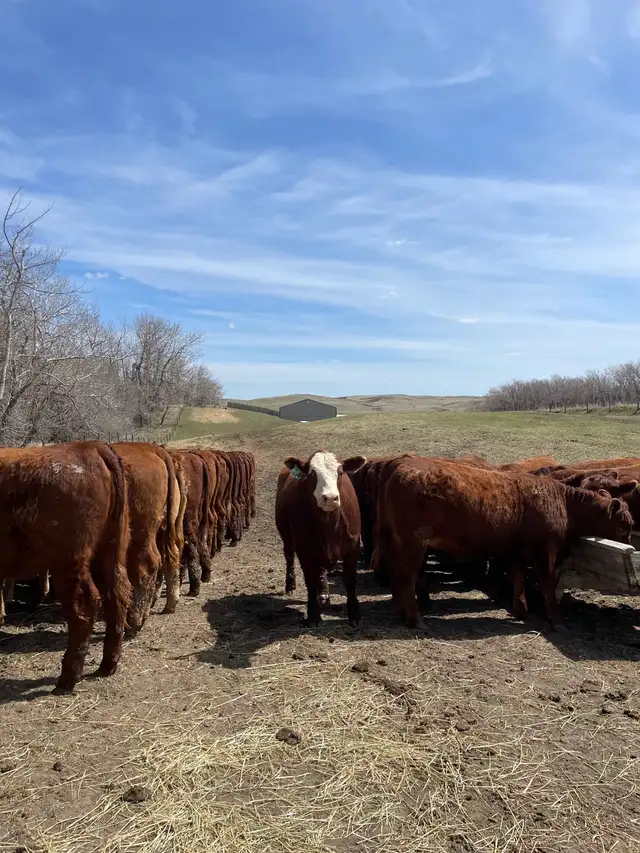 Open Replacement Heifers for Sale - Photo 2