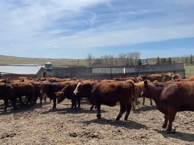 Open Replacement Heifers for Sale - Photo 3