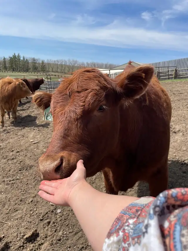 Open Replacement Heifers for Sale - Photo 4