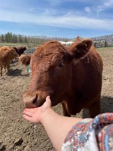 Open Replacement Heifers for Sale - Photo 4