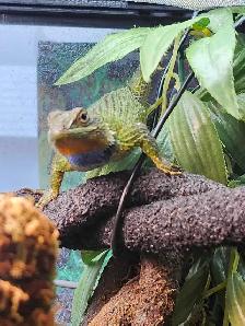 Lézard Épineux Émeraude  Emerald swift lizard