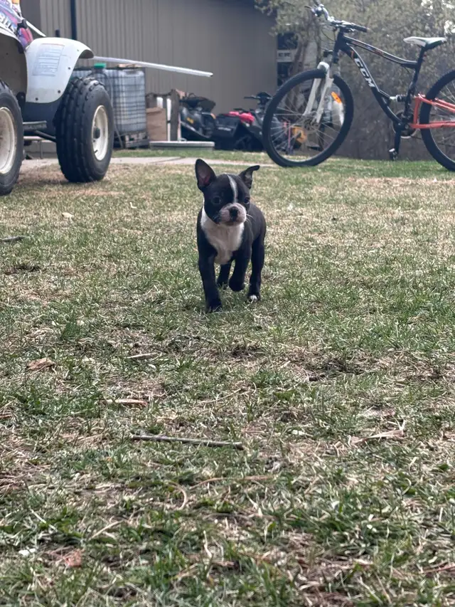Boston Terrier Puppies