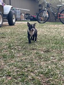 Boston Terrier Puppies