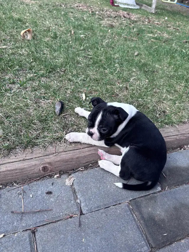 Boston Terrier Puppies - Photo 2