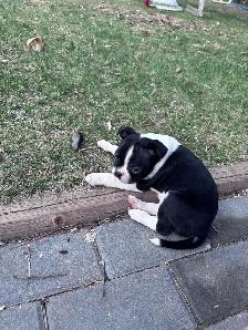 Boston Terrier Puppies - Photo 2