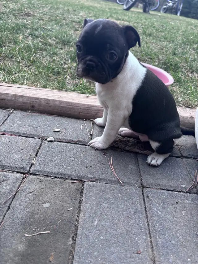 Boston Terrier Puppies - Photo 3
