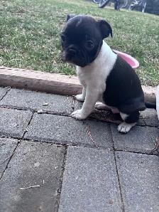 Boston Terrier Puppies - Photo 3