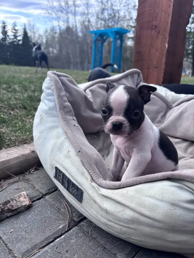 Boston Terrier Puppies - Photo 4