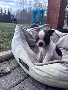 Boston Terrier Puppies - Photo 4