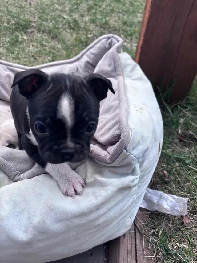 Boston Terrier Puppies - Photo 5