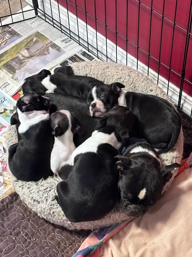 Boston Terrier Puppies - Photo 6