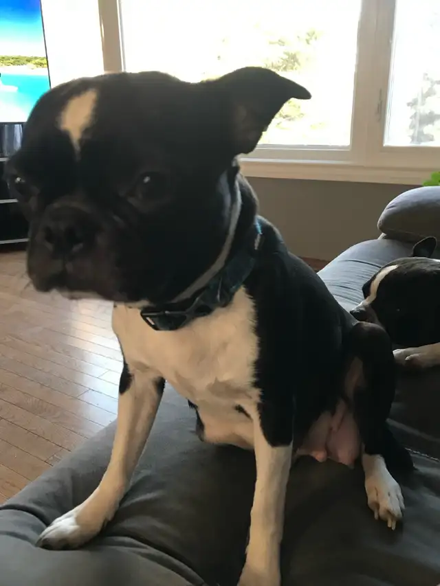 Boston Terrier Puppies - Photo 7