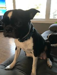 Boston Terrier Puppies - Photo 7
