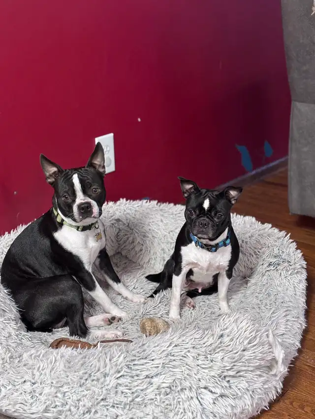 Boston Terrier Puppies - Photo 8