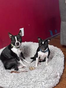 Boston Terrier Puppies - Photo 8