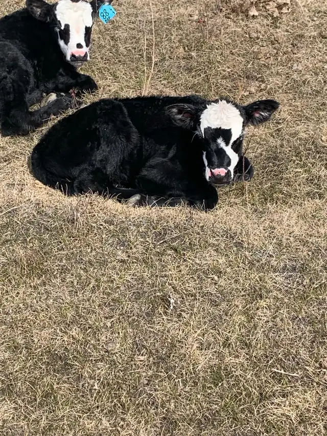 bottle calf