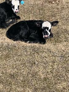 bottle calf