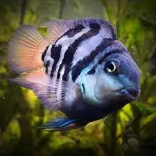 Blue Polar Zebra parrot cichlids
