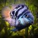 Blue Polar Zebra parrot cichlids