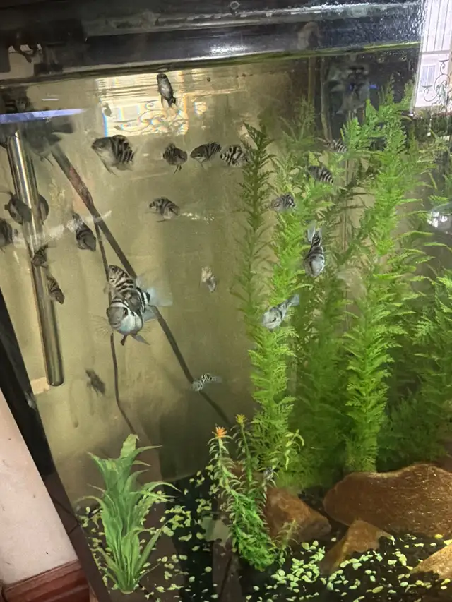 Blue Polar Zebra parrot cichlids - Photo 2