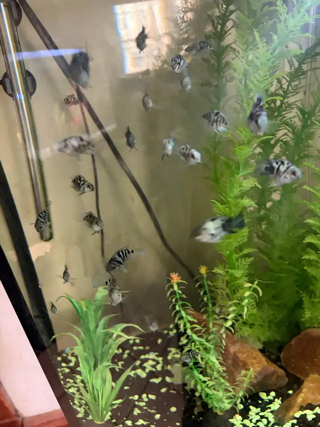 Blue Polar Zebra parrot cichlids - Photo 3