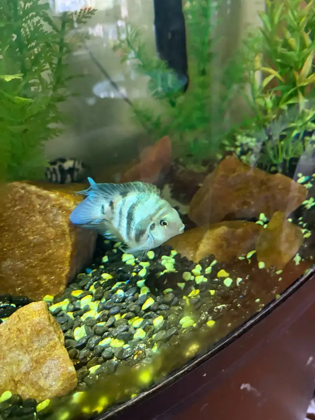 Blue Polar Zebra parrot cichlids - Photo 4