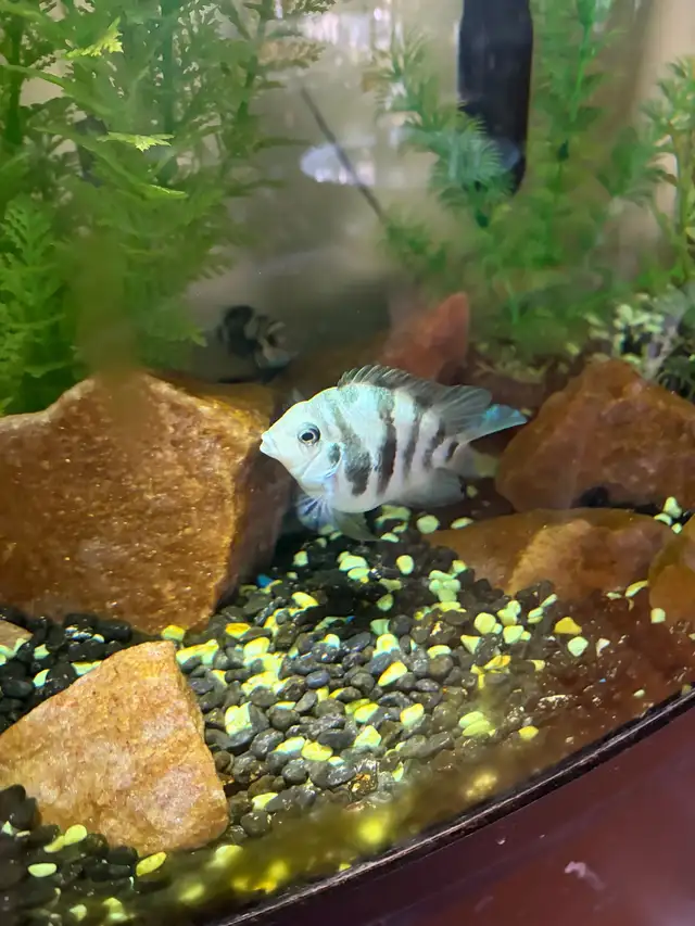 Blue Polar Zebra parrot cichlids - Photo 5