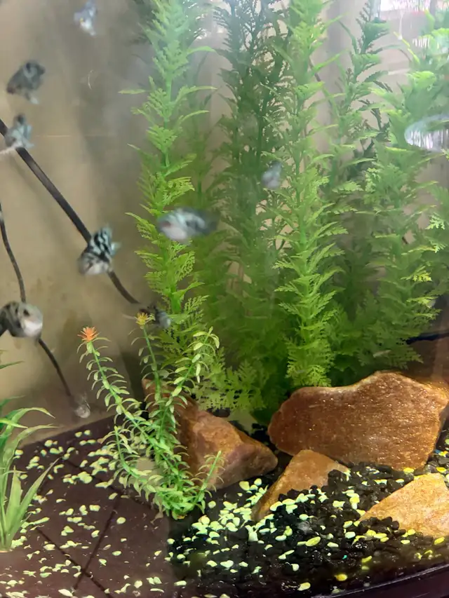 Blue Polar Zebra parrot cichlids - Photo 6