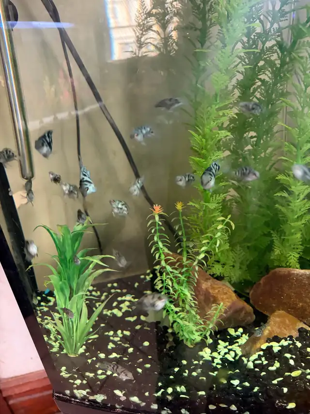 Blue Polar Zebra parrot cichlids - Photo 7