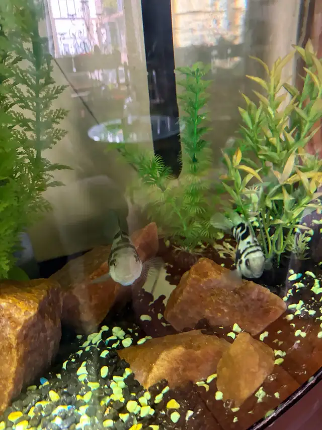 Blue Polar Zebra parrot cichlids - Photo 8