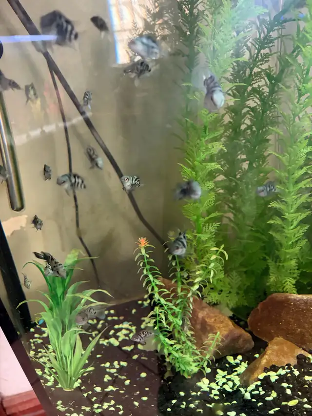 Blue Polar Zebra parrot cichlids - Photo 9
