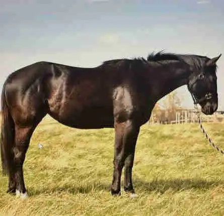 3 year old mare