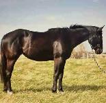 3 year old mare