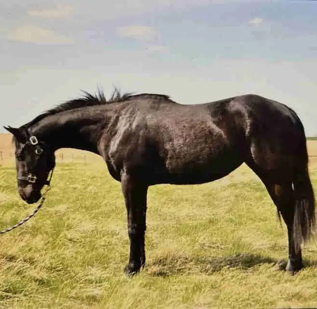3 year old mare - Photo 2
