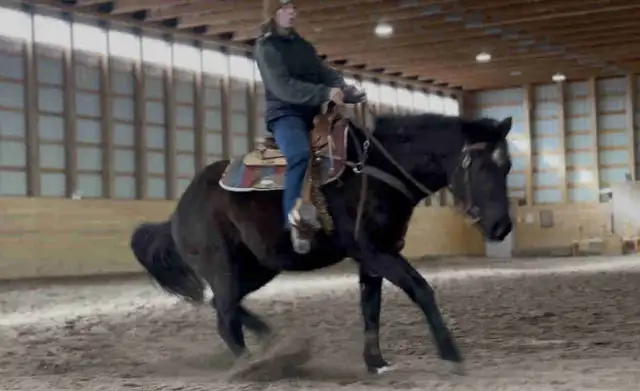 3 year old mare - Photo 3