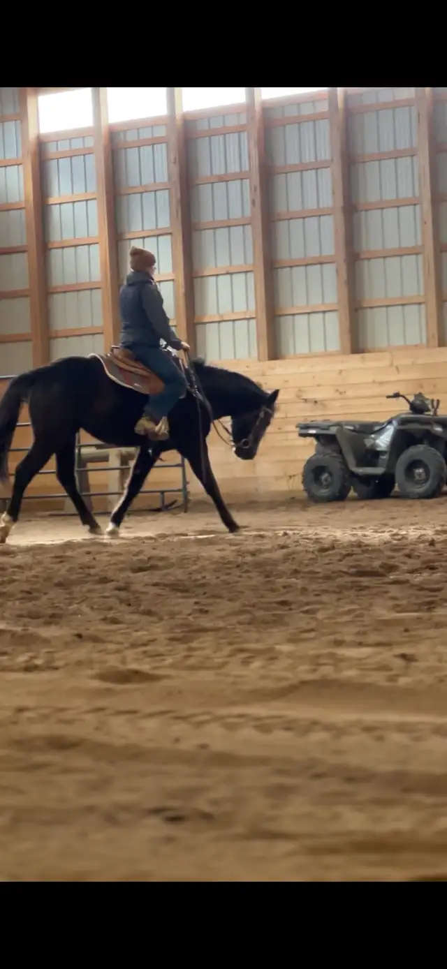 3 year old mare - Photo 5