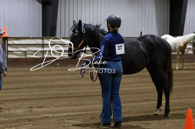 3 year old mare - Photo 6