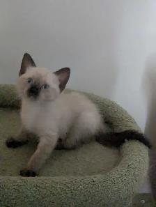simease kittens for sale