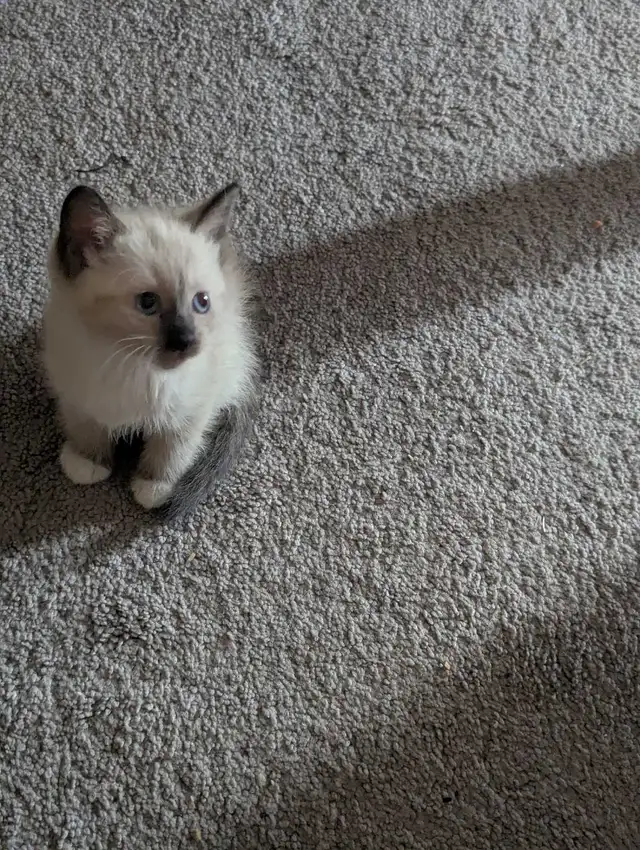 simease kittens for sale - Photo 2