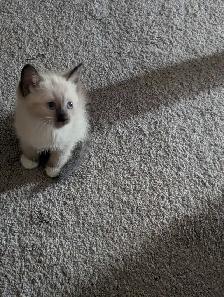 simease kittens for sale - Photo 2