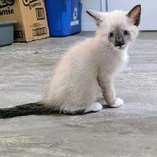 simease kittens for sale - Photo 3
