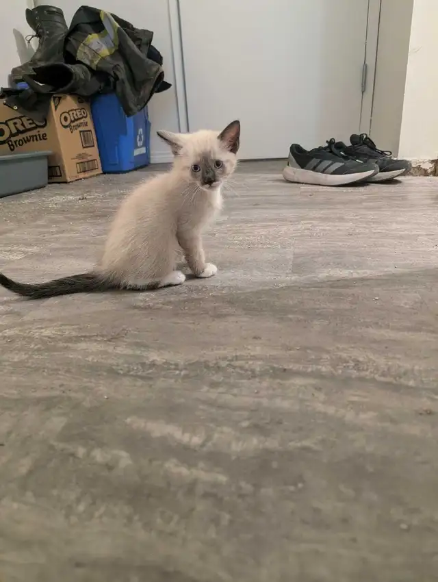 simease kittens for sale - Photo 4