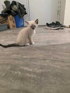 simease kittens for sale - Photo 4