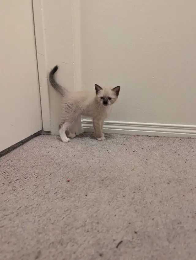 simease kittens for sale - Photo 5