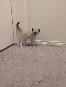 simease kittens for sale - Photo 5